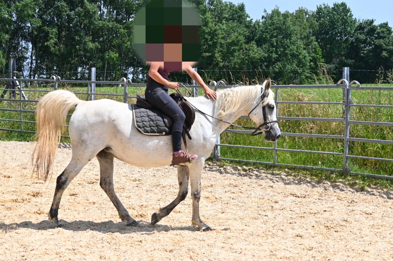 Merrie Arabisch volbloed Te koop 2012 Schimmel