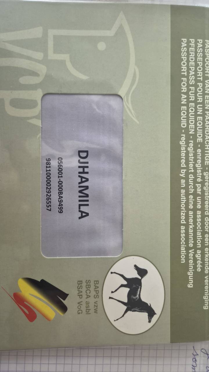 Merrie Arabisch volbloed Te koop 2012 Schimmel