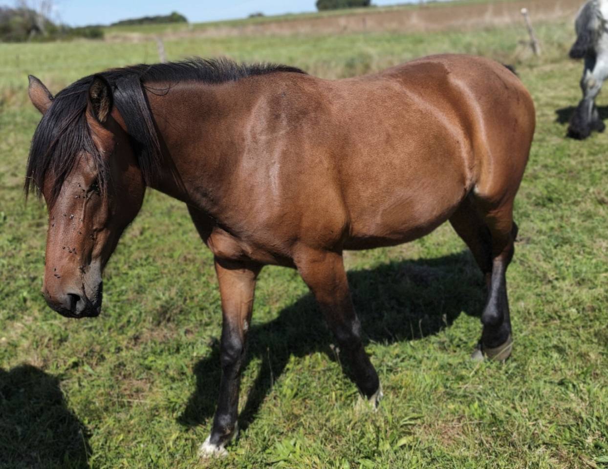 Merrie Draft paard Te koop 2023 Donker bruin / bai