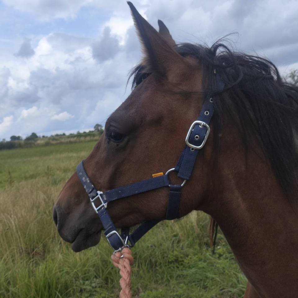 Merrie Draft paard Te koop 2023 Donker bruin / bai