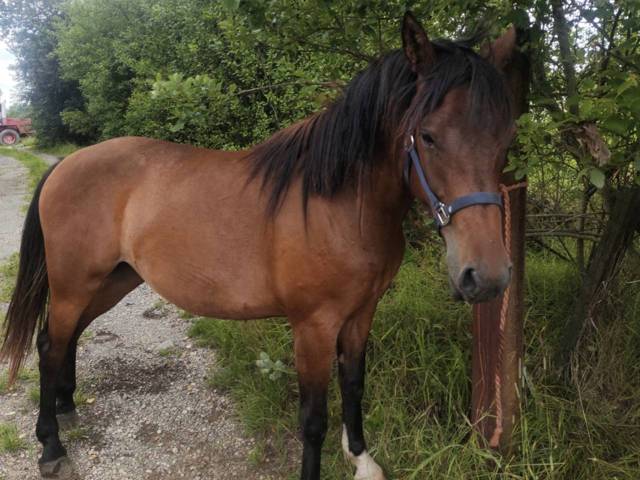 Merrie Draft paard Te koop 2023 Donker bruin / bai