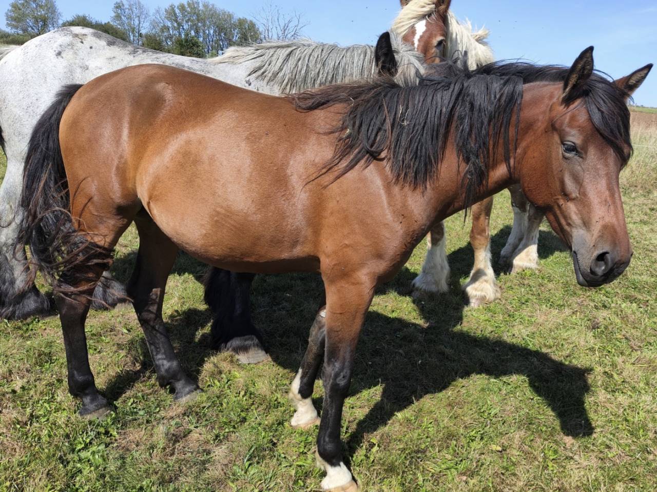 Merrie Draft paard Te koop 2023 Donker bruin / bai