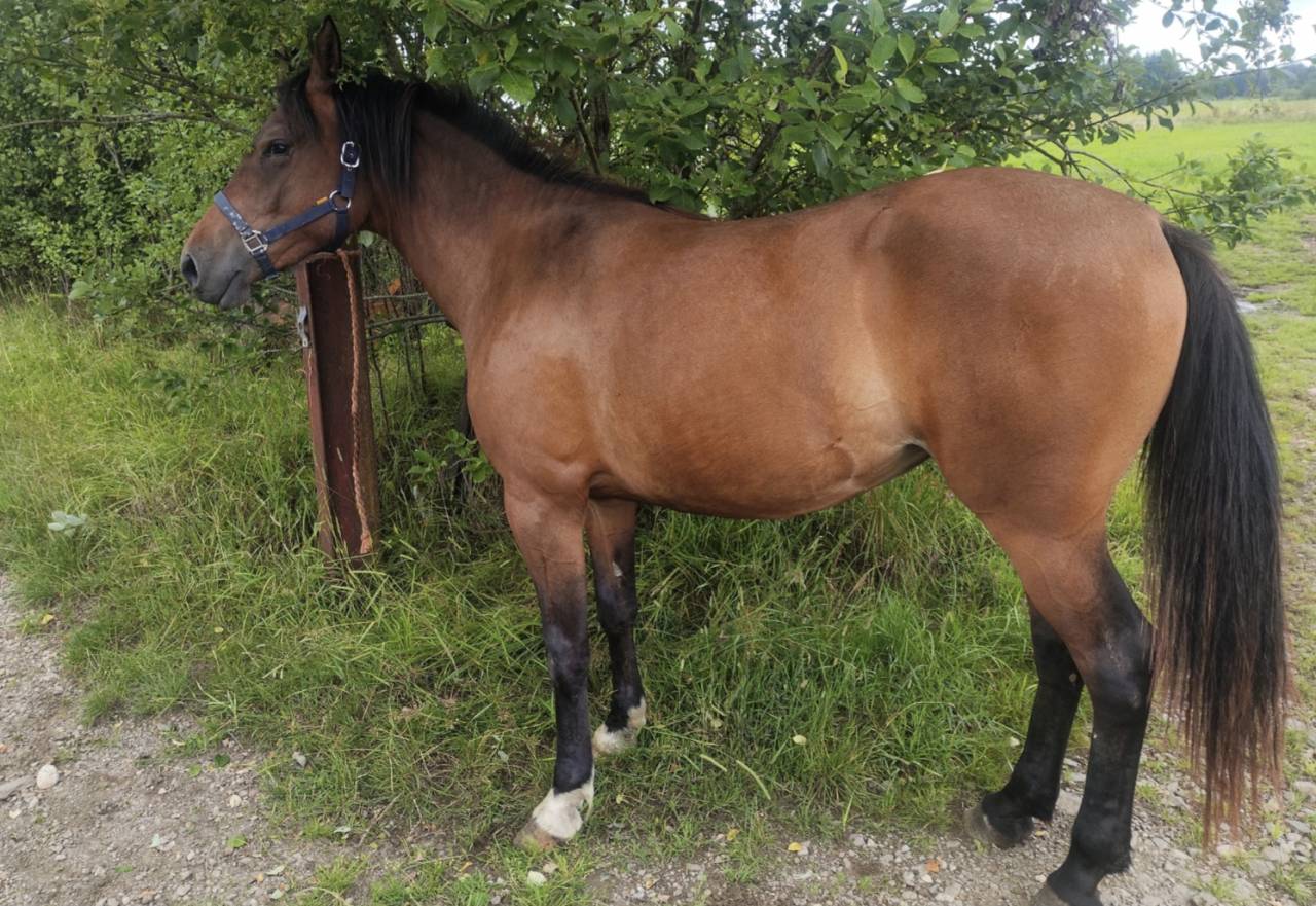 Merrie Draft paard Te koop 2023 Donker bruin / bai