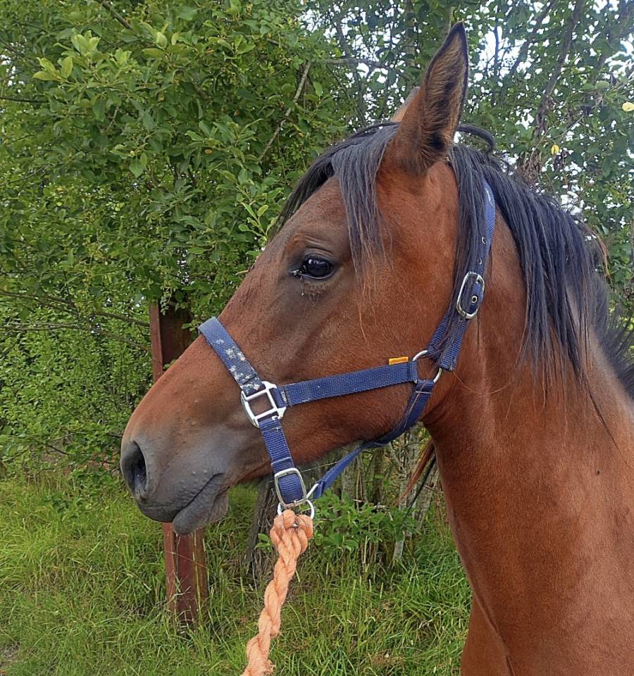 Merrie Draft paard Te koop 2023 Donker bruin / bai
