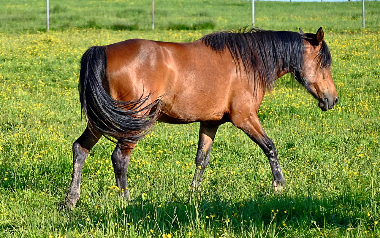 Merrie Draft paard Te koop 2023 Donker bruin / bai