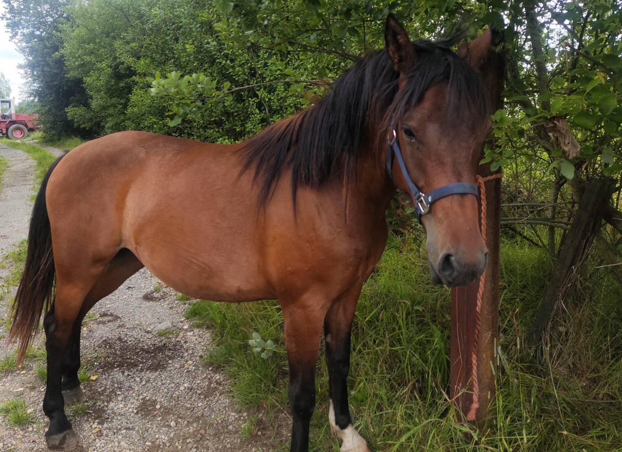 Merrie Draft paard Te koop 2023 Donker bruin / bai