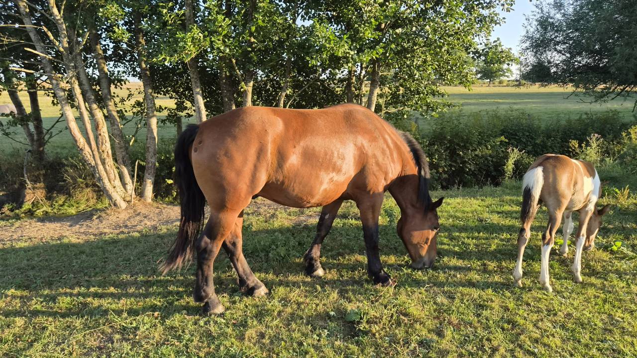 Ruin Cob-Normand Te koop 2023 Donker bruin / bai