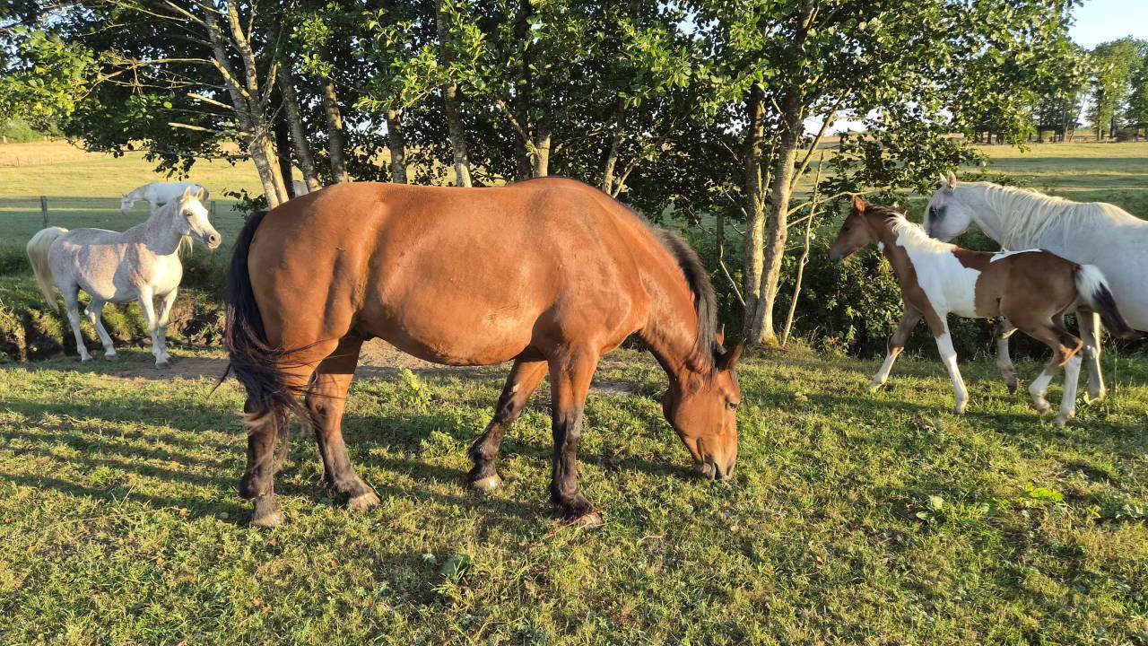 Ruin Cob-Normand Te koop 2023 Donker bruin / bai