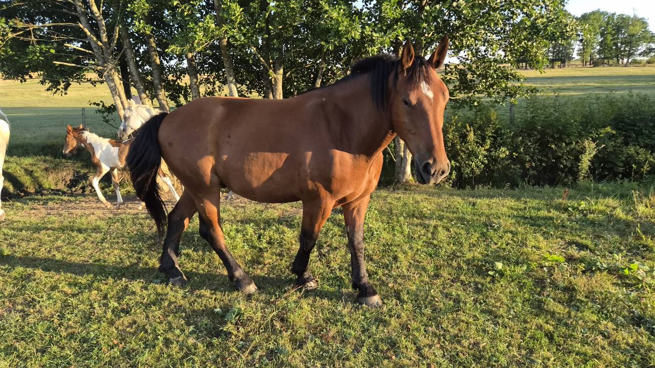 Ruin Cob-Normand Te koop 2023 Donker bruin / bai