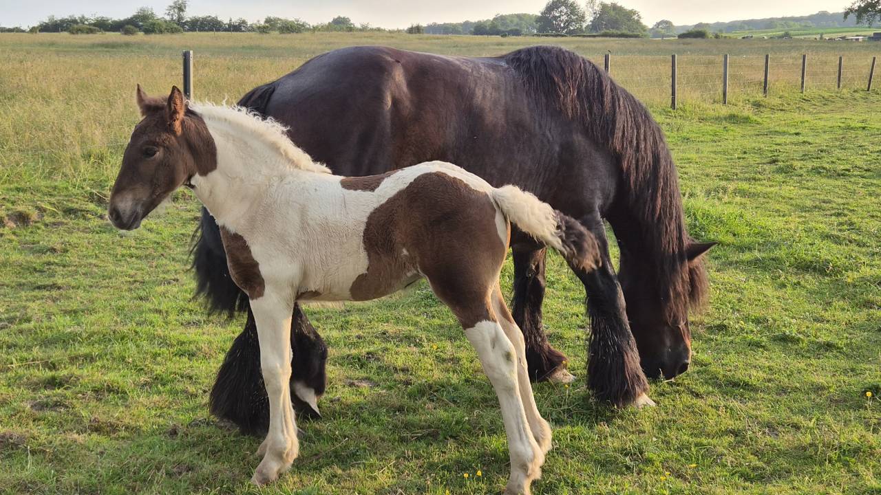 Veulen (vr) Draft paard Te koop 2026 Bont
