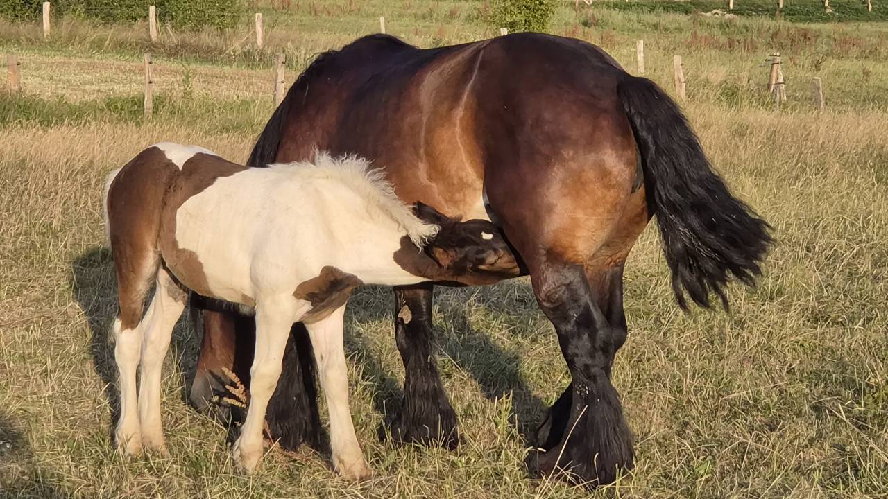 Veulen (vr) Draft paard Te koop 2026 Bont