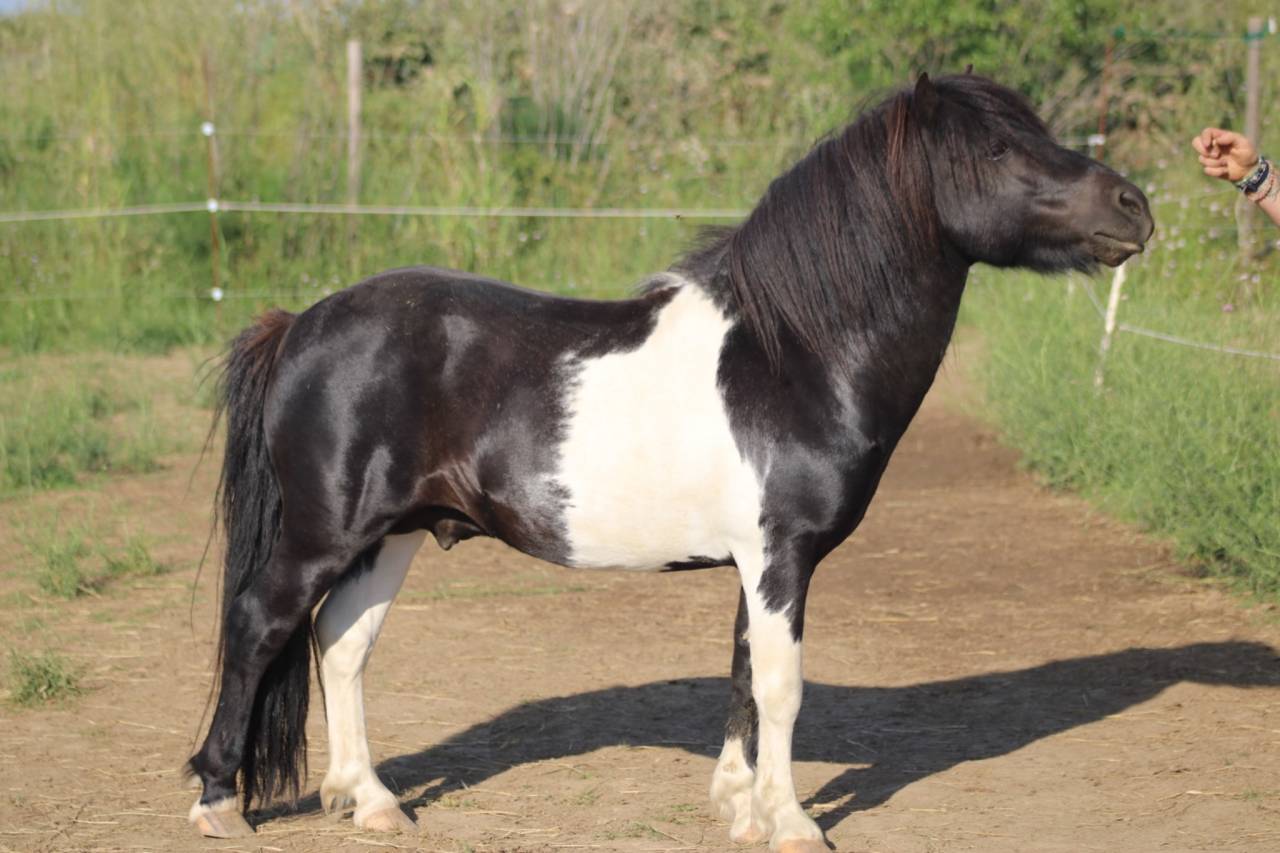Draagmerrie Shetland Te koop 2008 Zwart