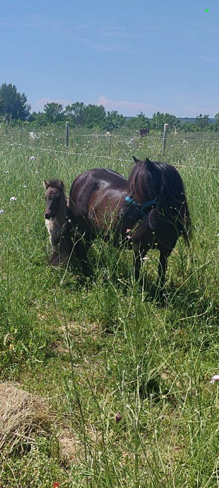 Draagmerrie Shetland Te koop 2008 Zwart