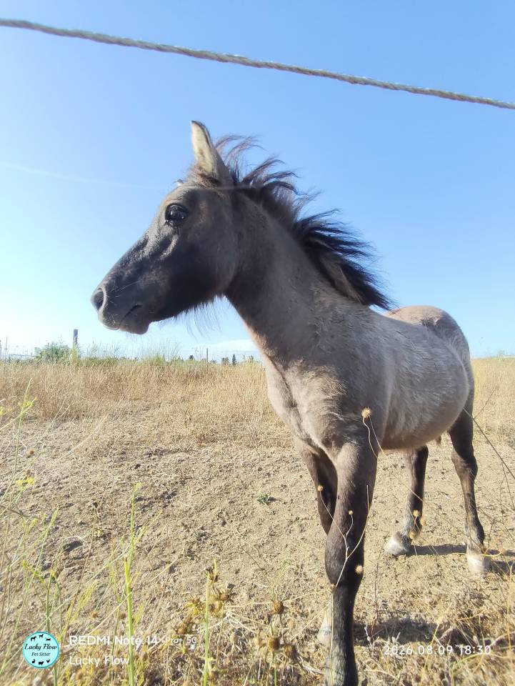 Draagmerrie Shetland Te koop 2008 Zwart