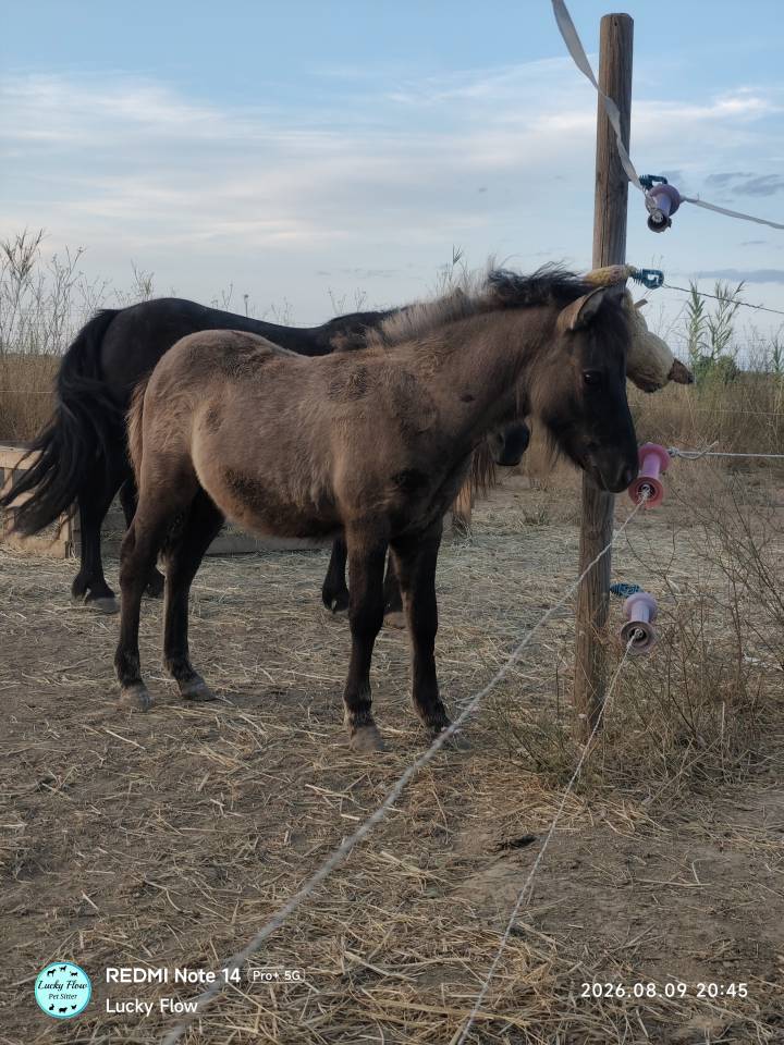 Draagmerrie Shetland Te koop 2008 Zwart