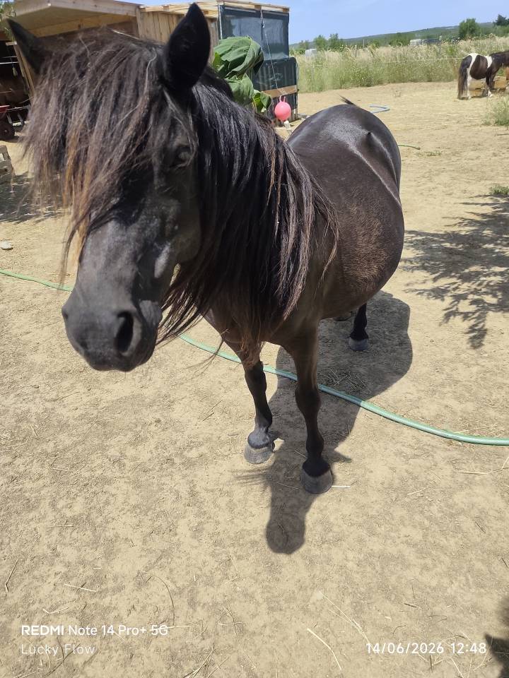 Draagmerrie Shetland Te koop 2008 Zwart