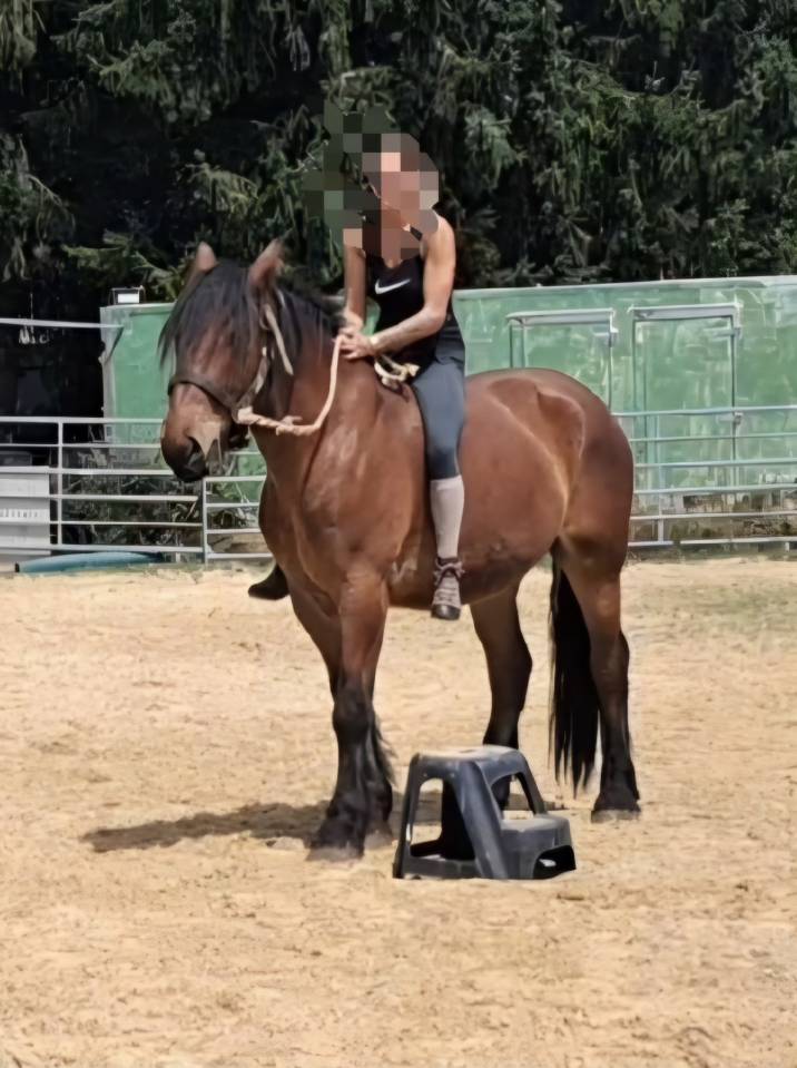 Ruin Trekpaard Te koop 2023 Donker bruin / bai