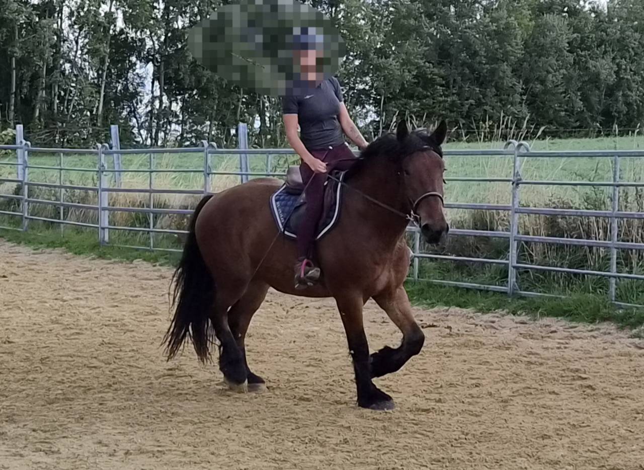 Ruin Trekpaard Te koop 2023 Donker bruin / bai