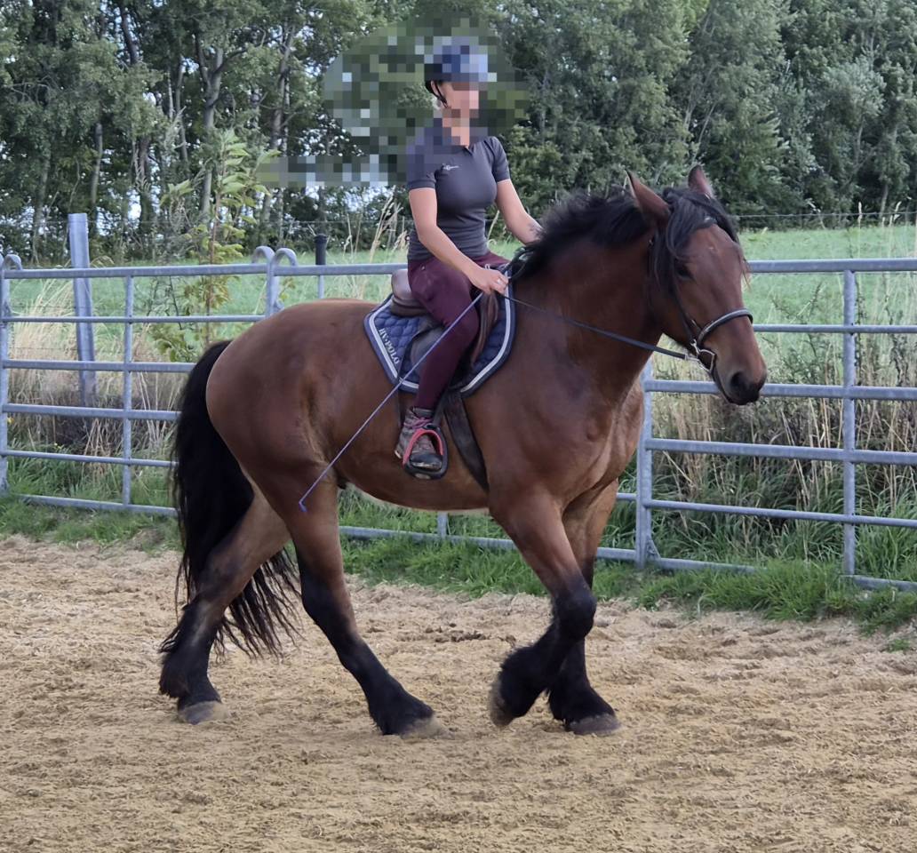 Ruin Trekpaard Te koop 2023 Donker bruin / bai