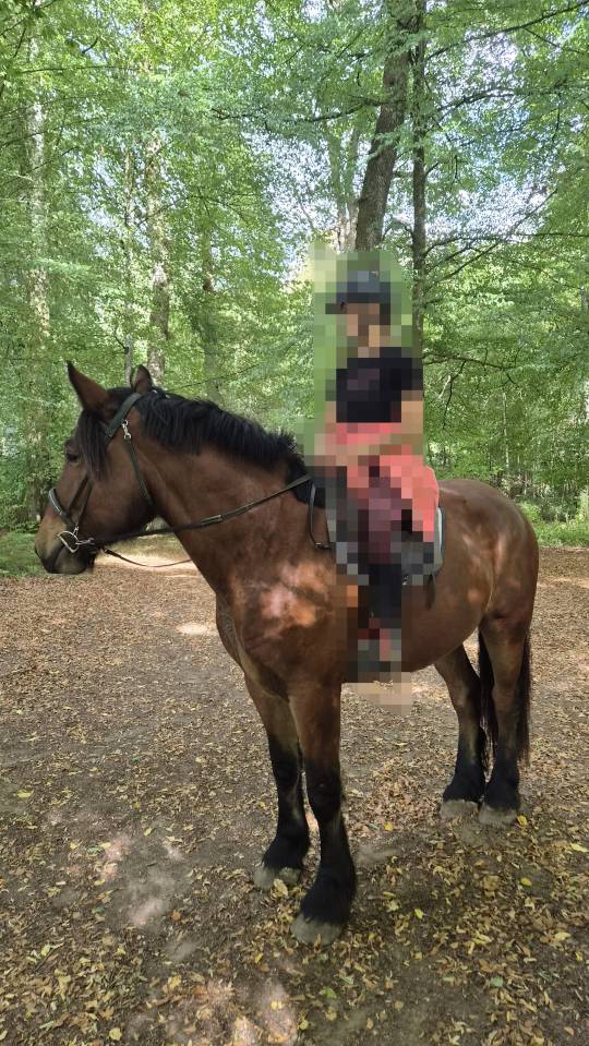Ruin Trekpaard Te koop 2023 Donker bruin / bai