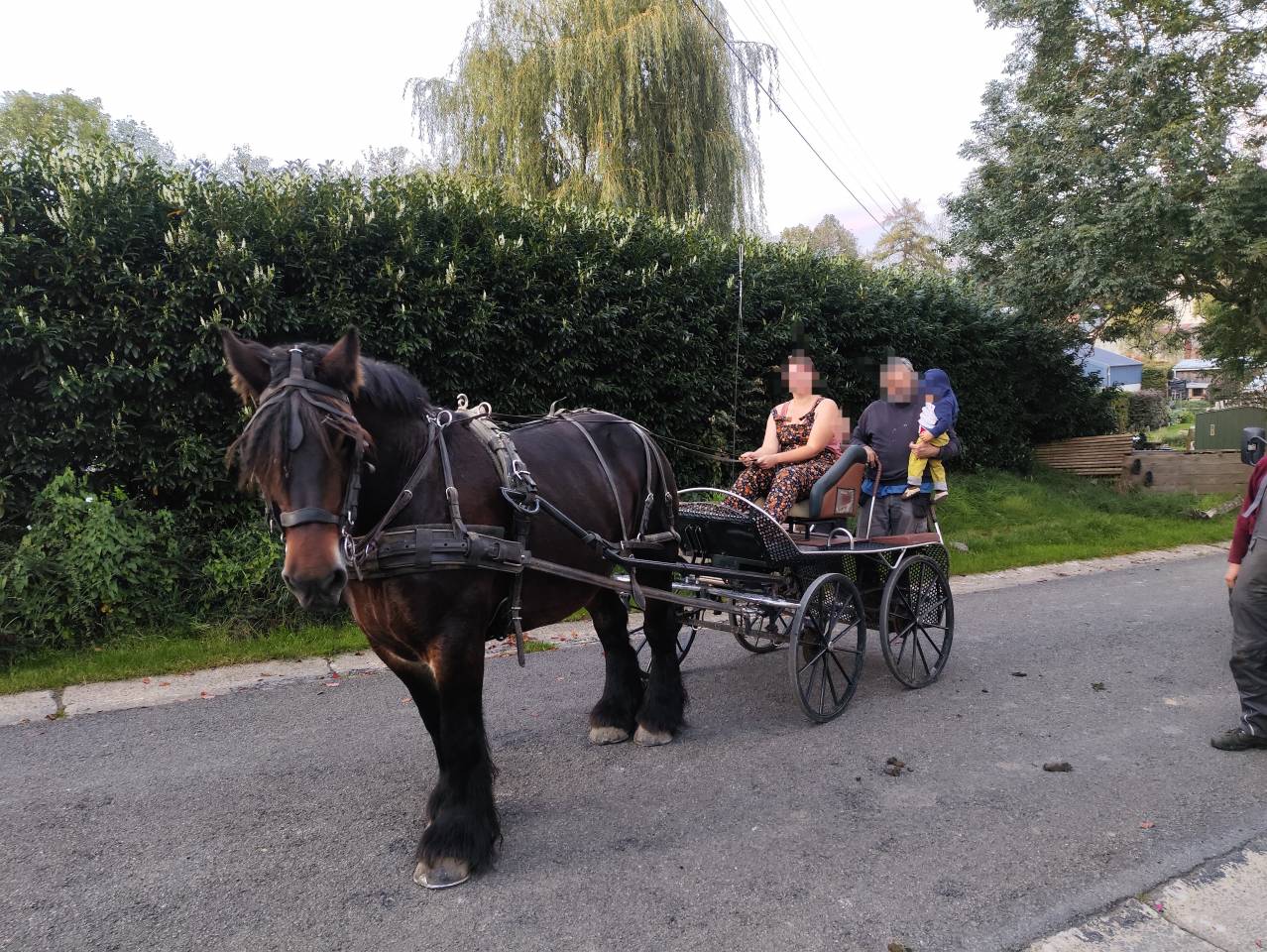 Merrie Belgisch Trekpaard Te koop 2015 Donker bruin / bai