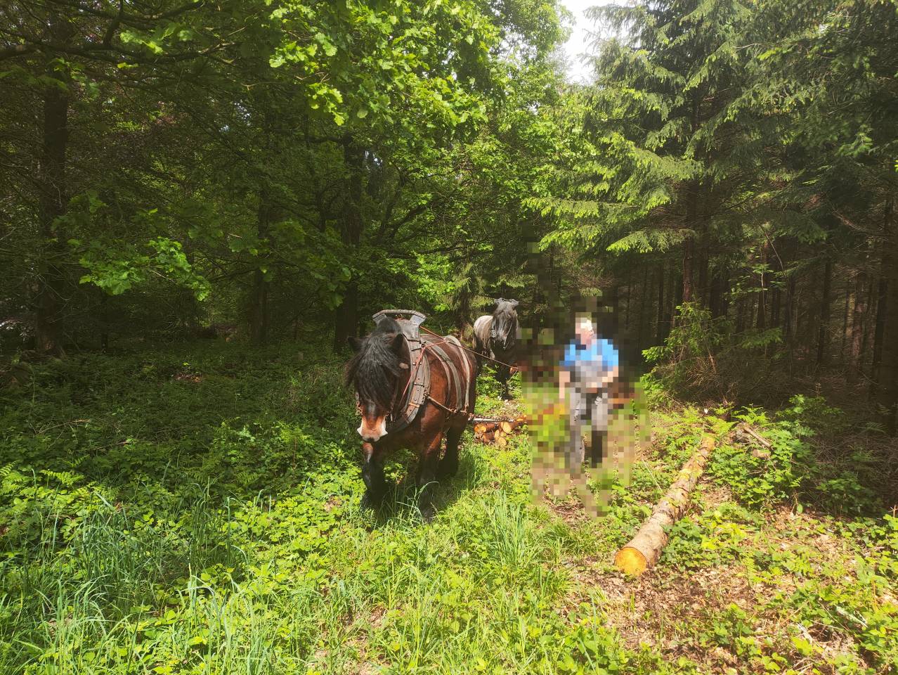 Merrie Belgisch Trekpaard Te koop 2015 Donker bruin / bai