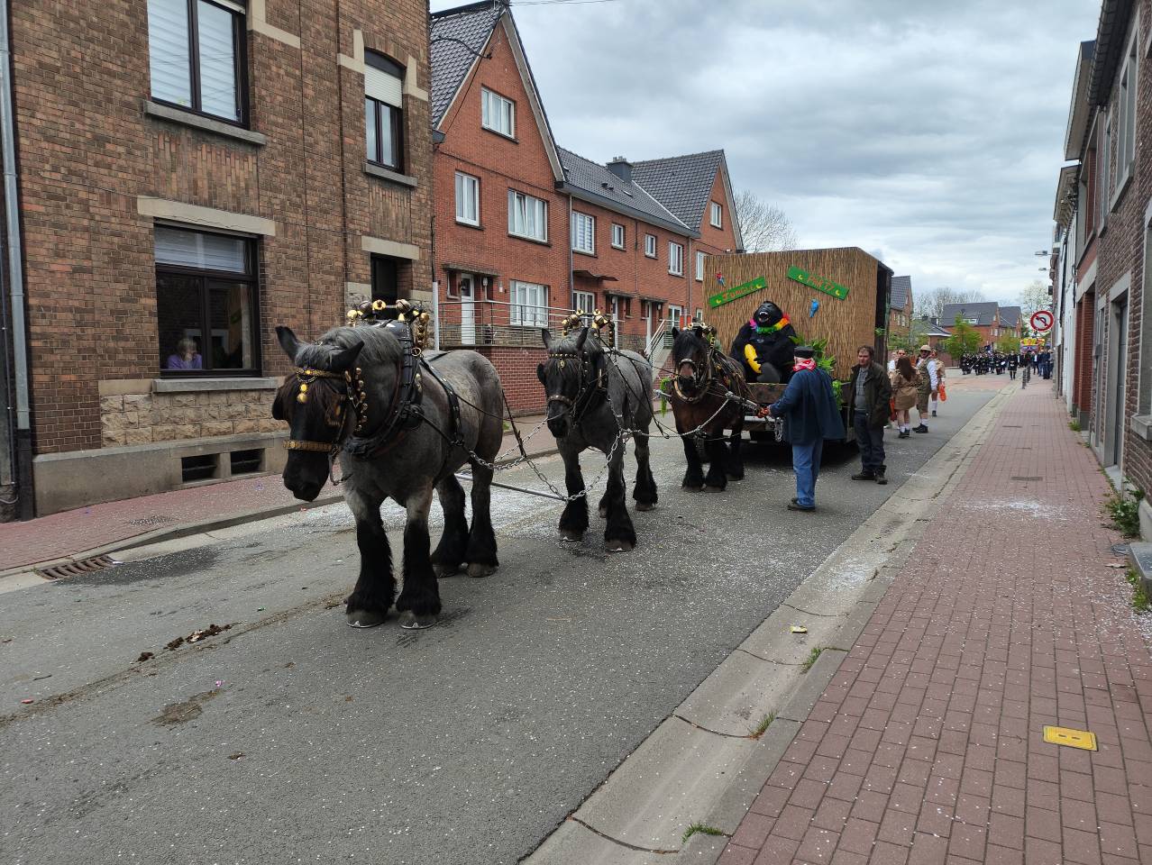 Merrie Belgisch Trekpaard Te koop 2015 Donker bruin / bai