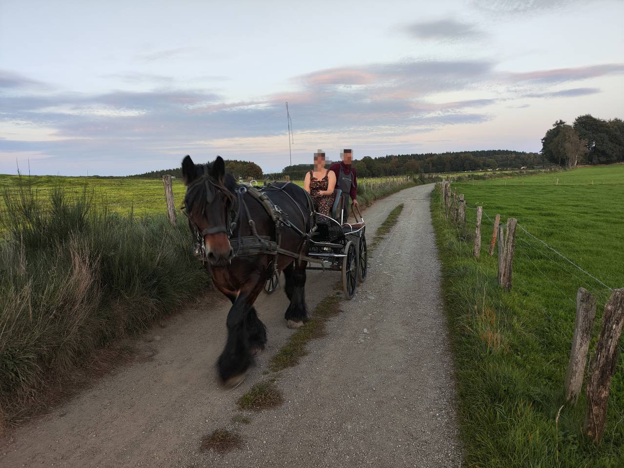 Merrie Belgisch Trekpaard Te koop 2015 Donker bruin / bai