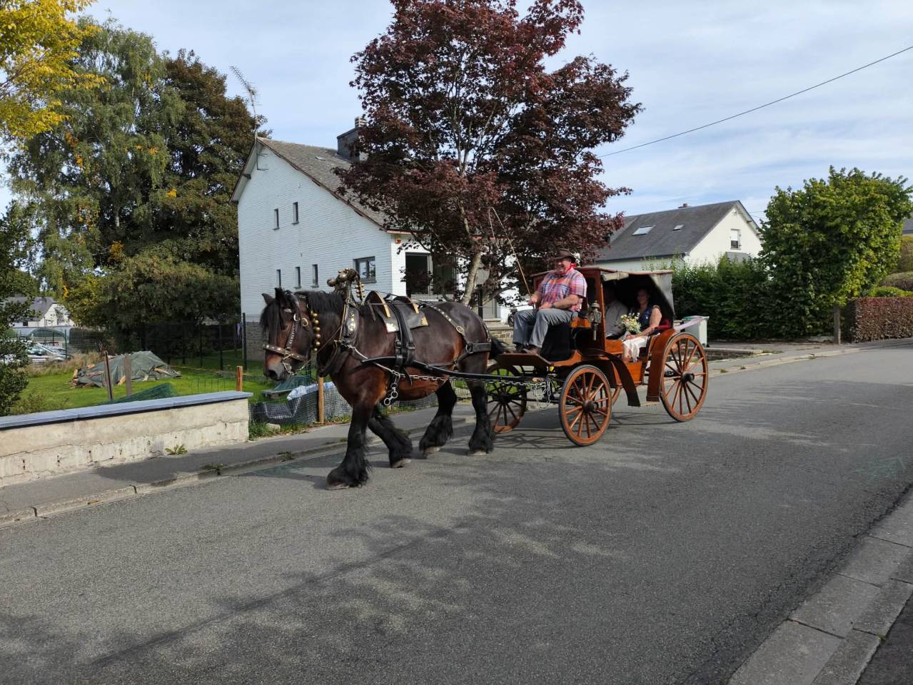 Merrie Belgisch Trekpaard Te koop 2015 Donker bruin / bai