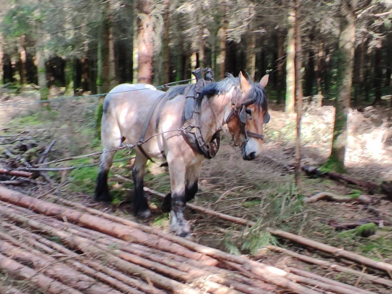 Merrie Belgisch Trekpaard Te koop 2022 Bruinroan