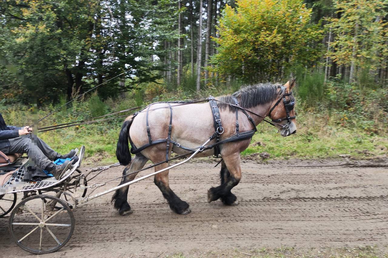 Merrie Belgisch Trekpaard Te koop 2022 Bruinroan