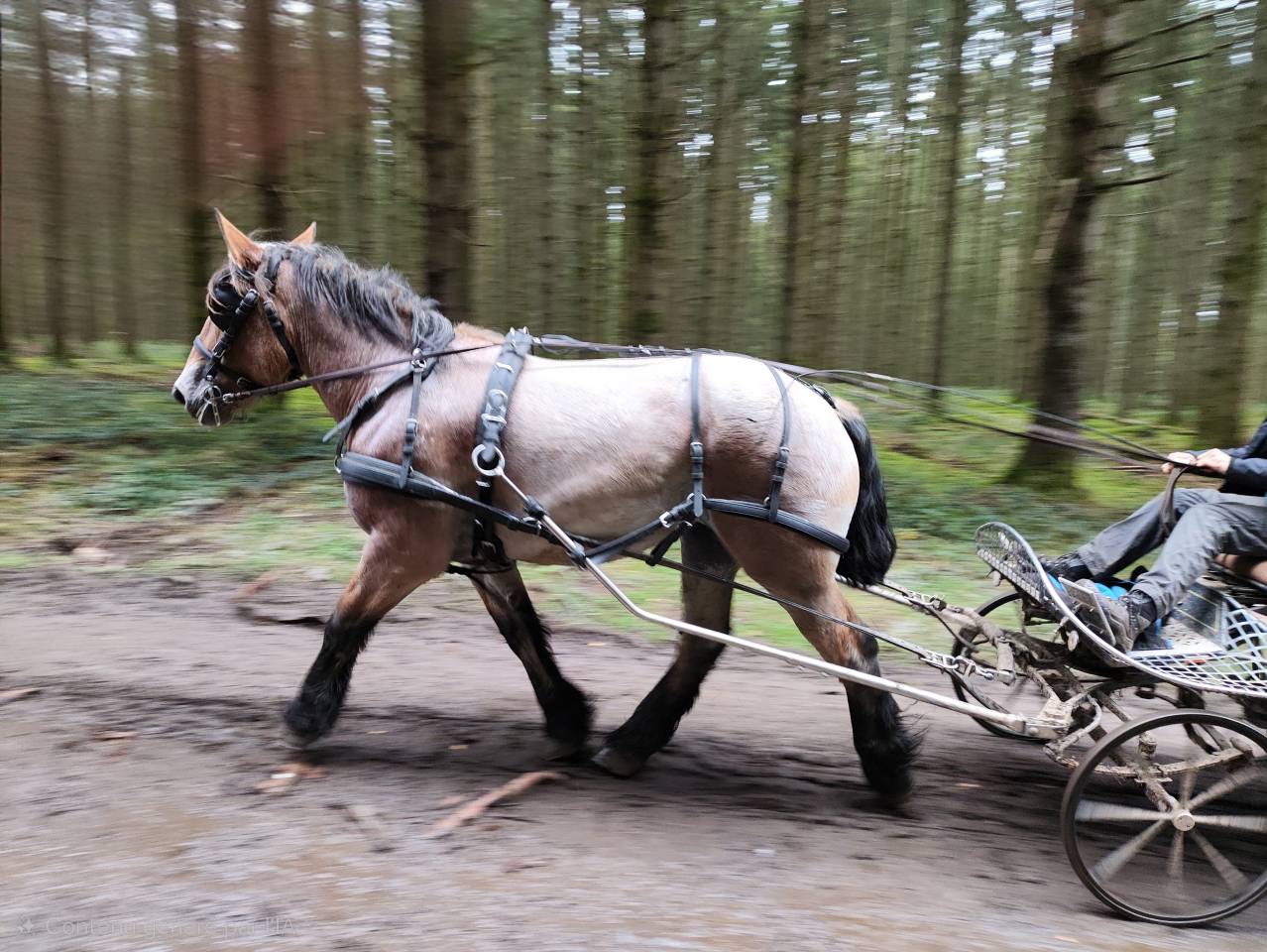 Merrie Belgisch Trekpaard Te koop 2022 Bruinroan