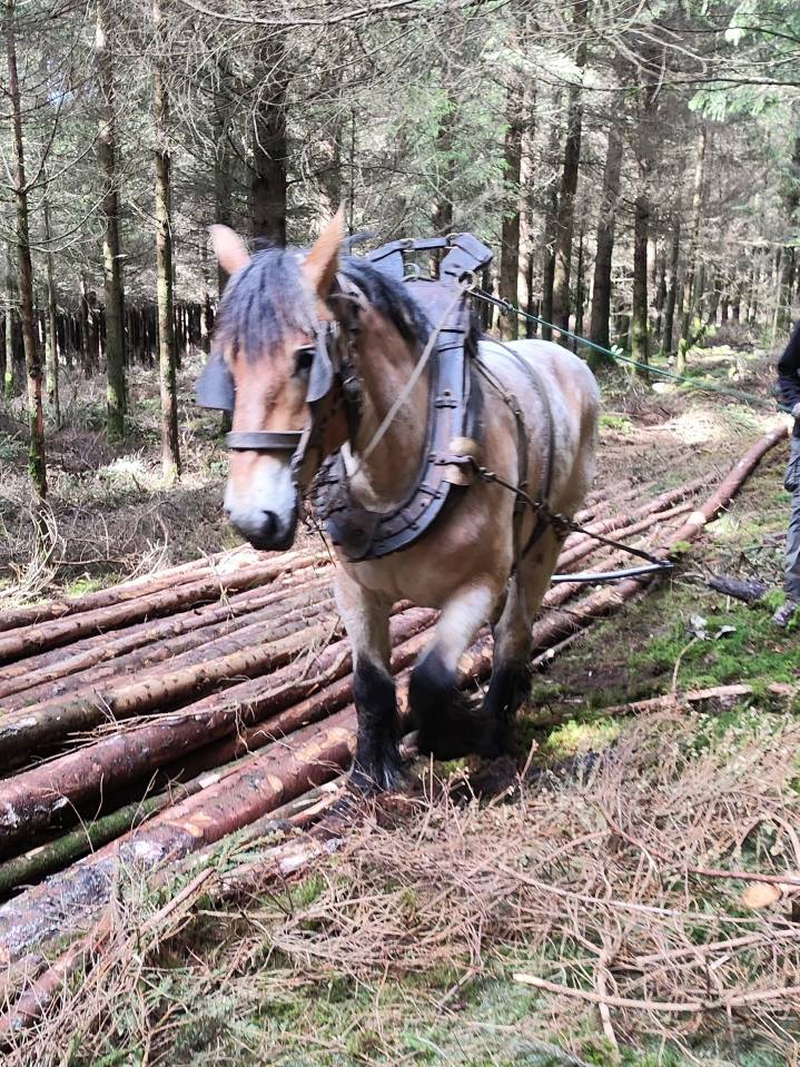 Merrie Belgisch Trekpaard Te koop 2022 Bruinroan