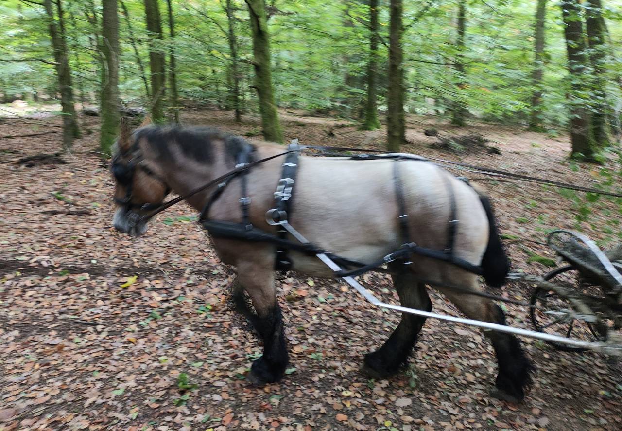 Merrie Belgisch Trekpaard Te koop 2022 Bruinroan