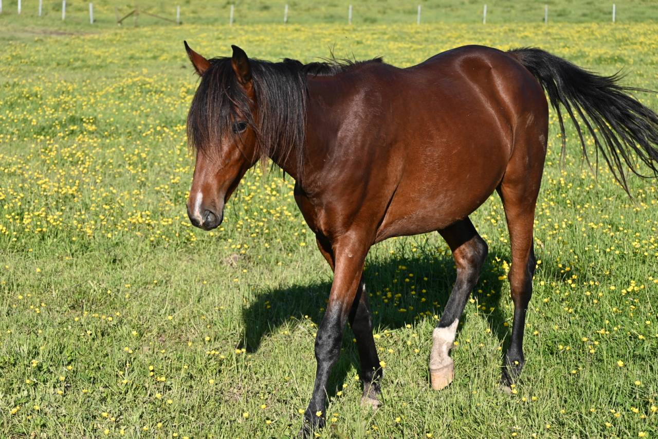 Ruin Lusitano Te koop 2024 Donker bruin / bai