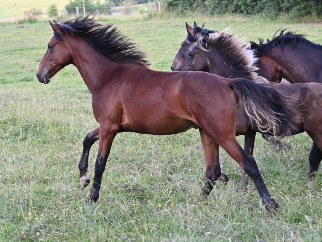 Ruin Lusitano Te koop 2024 Donker bruin / bai