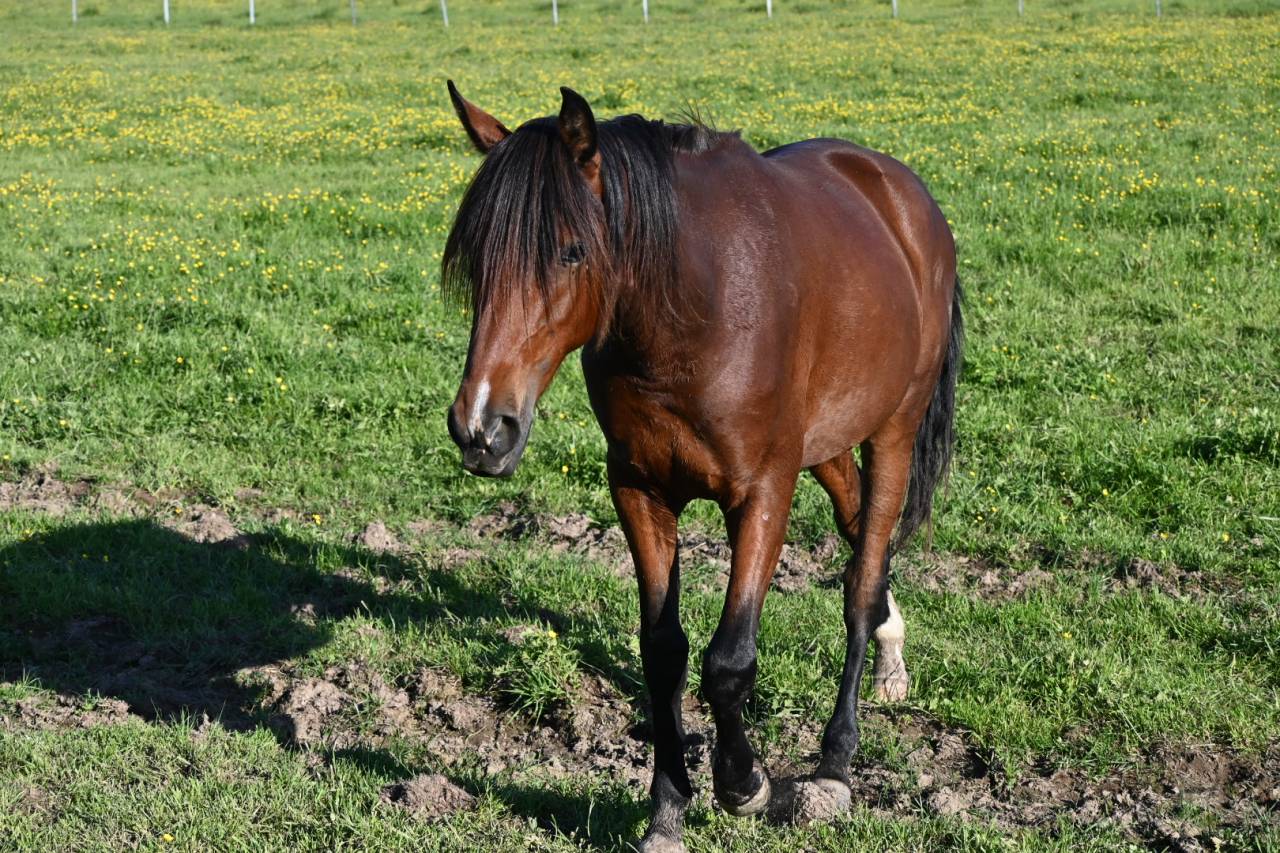 Ruin Lusitano Te koop 2024 Donker bruin / bai