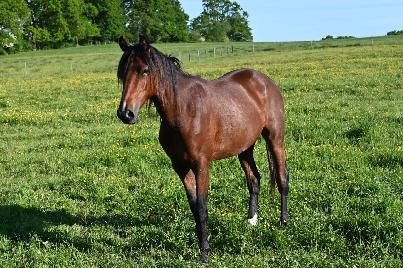 Ruin Lusitano Te koop 2024 Donker bruin / bai