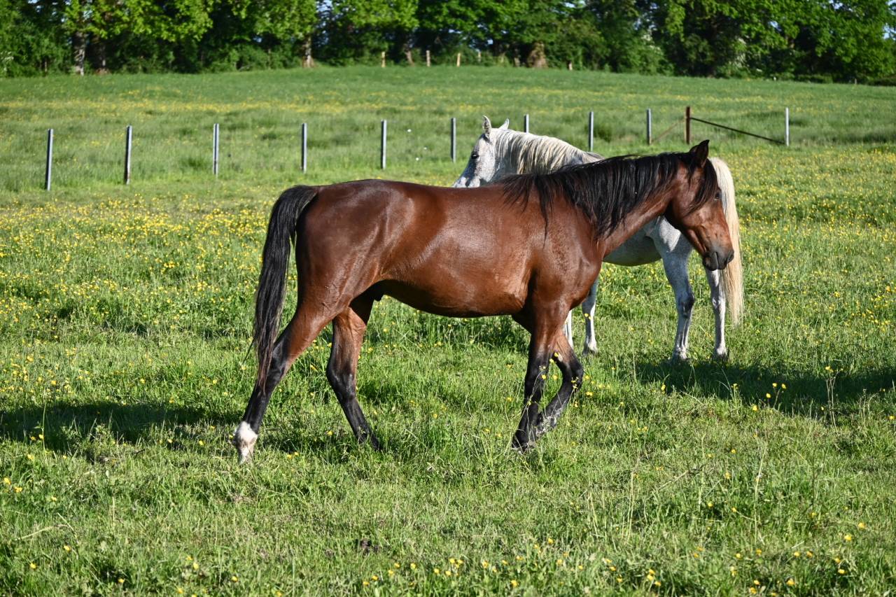 Ruin Lusitano Te koop 2024 Donker bruin / bai
