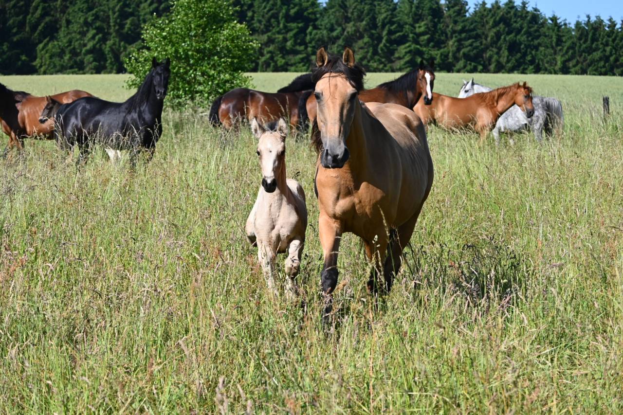 Merrie Lusitano Te koop 2015 Isabel