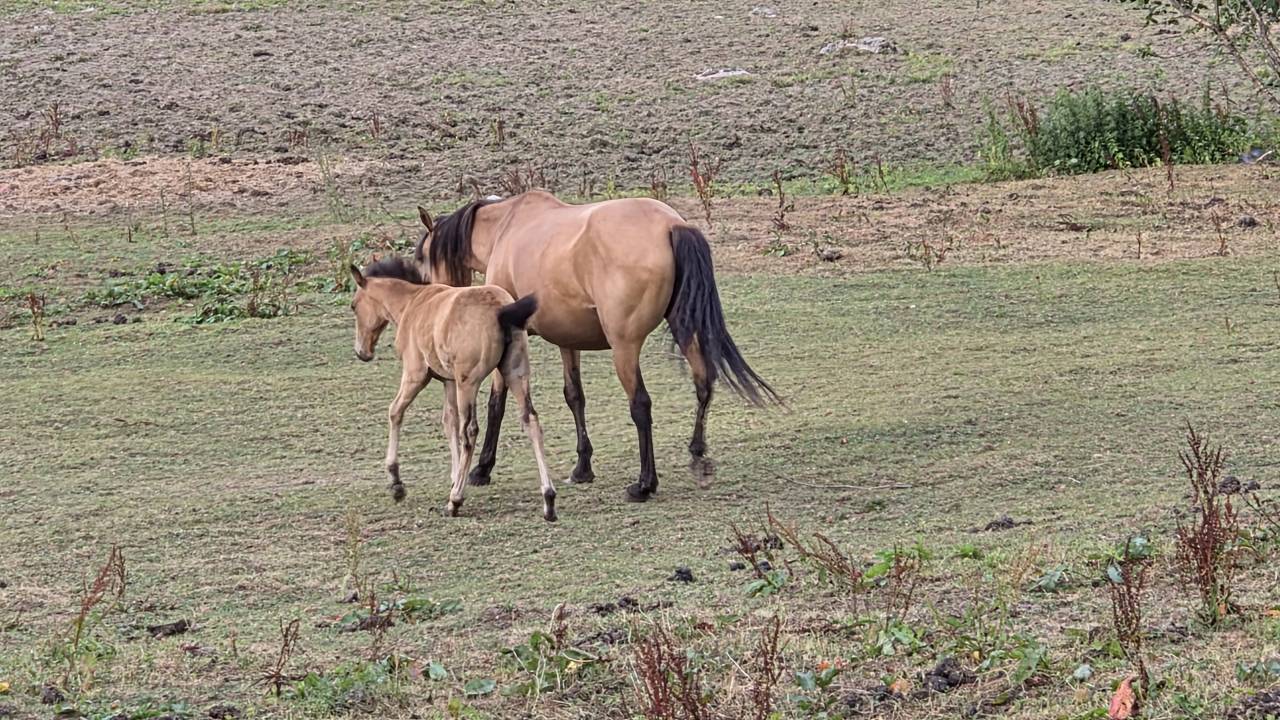 Merrie Lusitano Te koop 2015 Isabel
