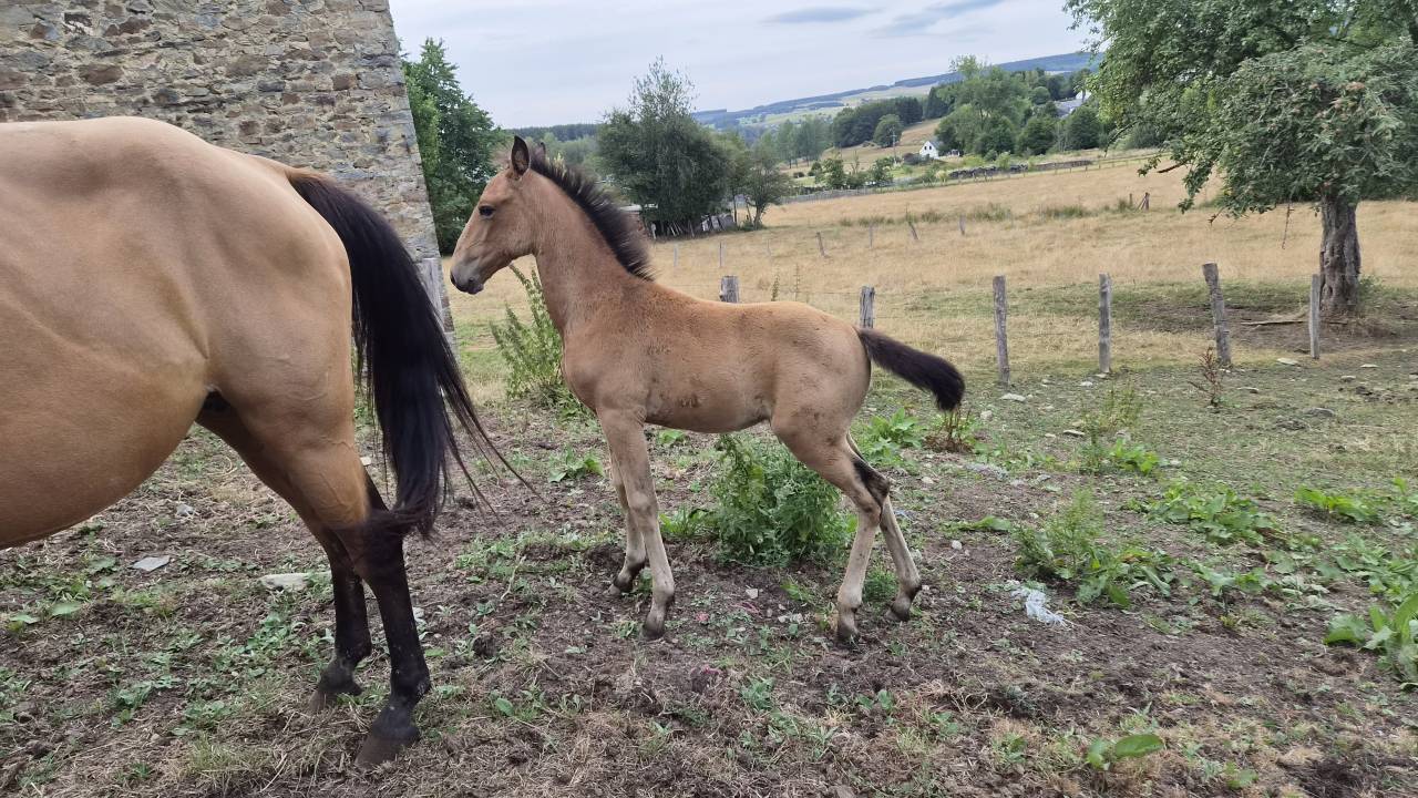Merrie Lusitano Te koop 2015 Isabel