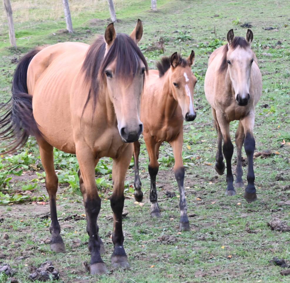 Merrie Lusitano Te koop 2015 Isabel