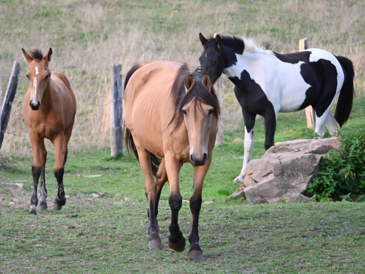 Merrie Lusitano Te koop 2015 Isabel