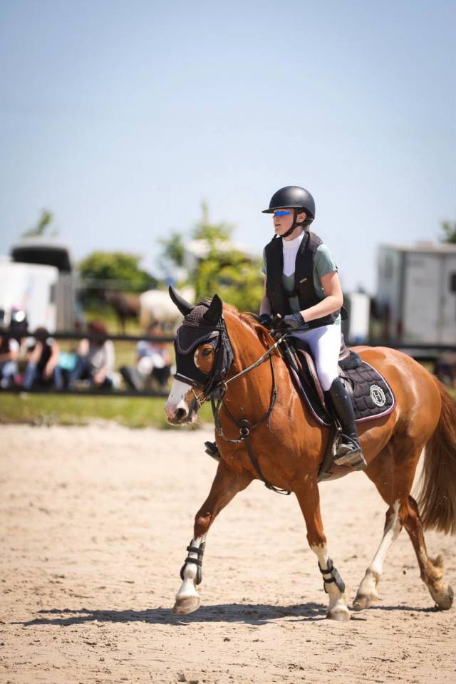 Merrie Franse rijpony PFS Te koop 2017 Vos ,  POPSTAR DES NOUETTES