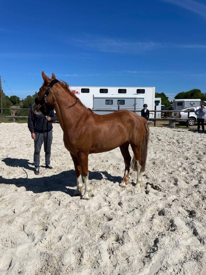 Merrie Franse rijpony PFS Te koop 2017 Vos ,  POPSTAR DES NOUETTES