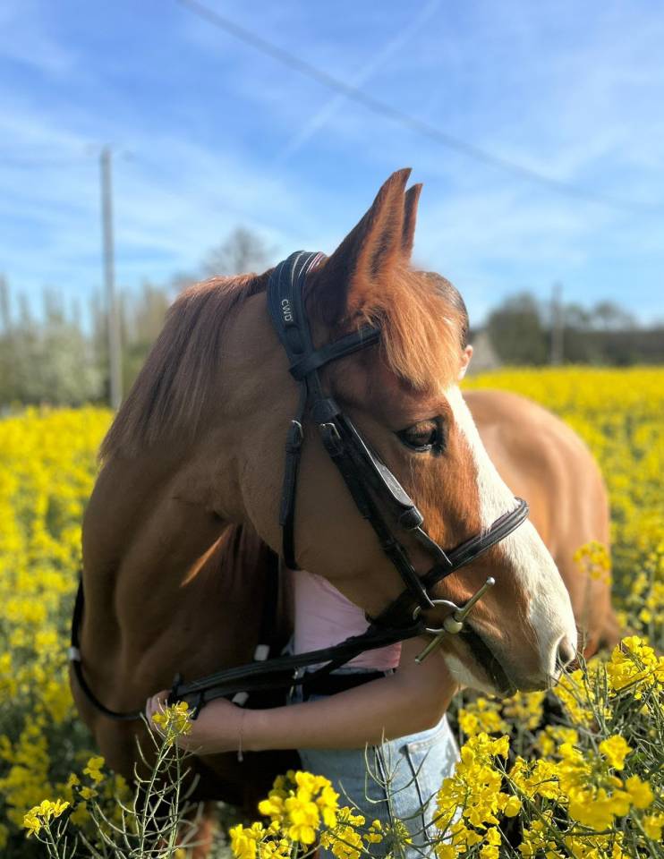 Merrie Franse rijpony PFS Te koop 2017 Vos ,  POPSTAR DES NOUETTES