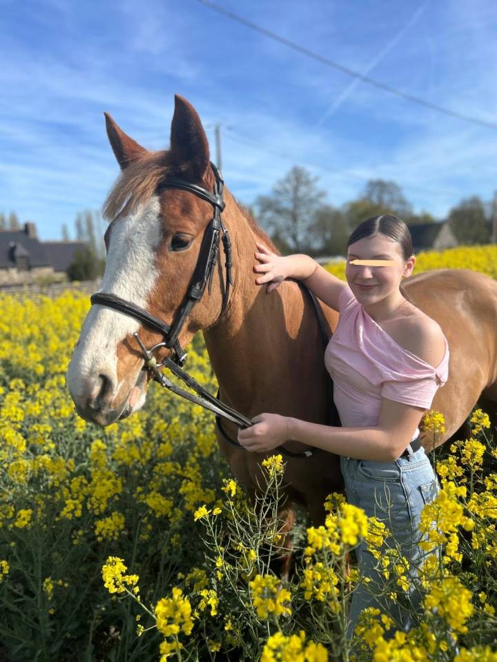 Merrie Franse rijpony PFS Te koop 2017 Vos ,  POPSTAR DES NOUETTES