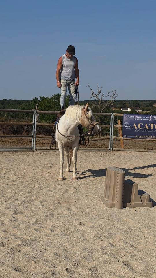Hengst Quarter Horse Te koop 2020 Palomino