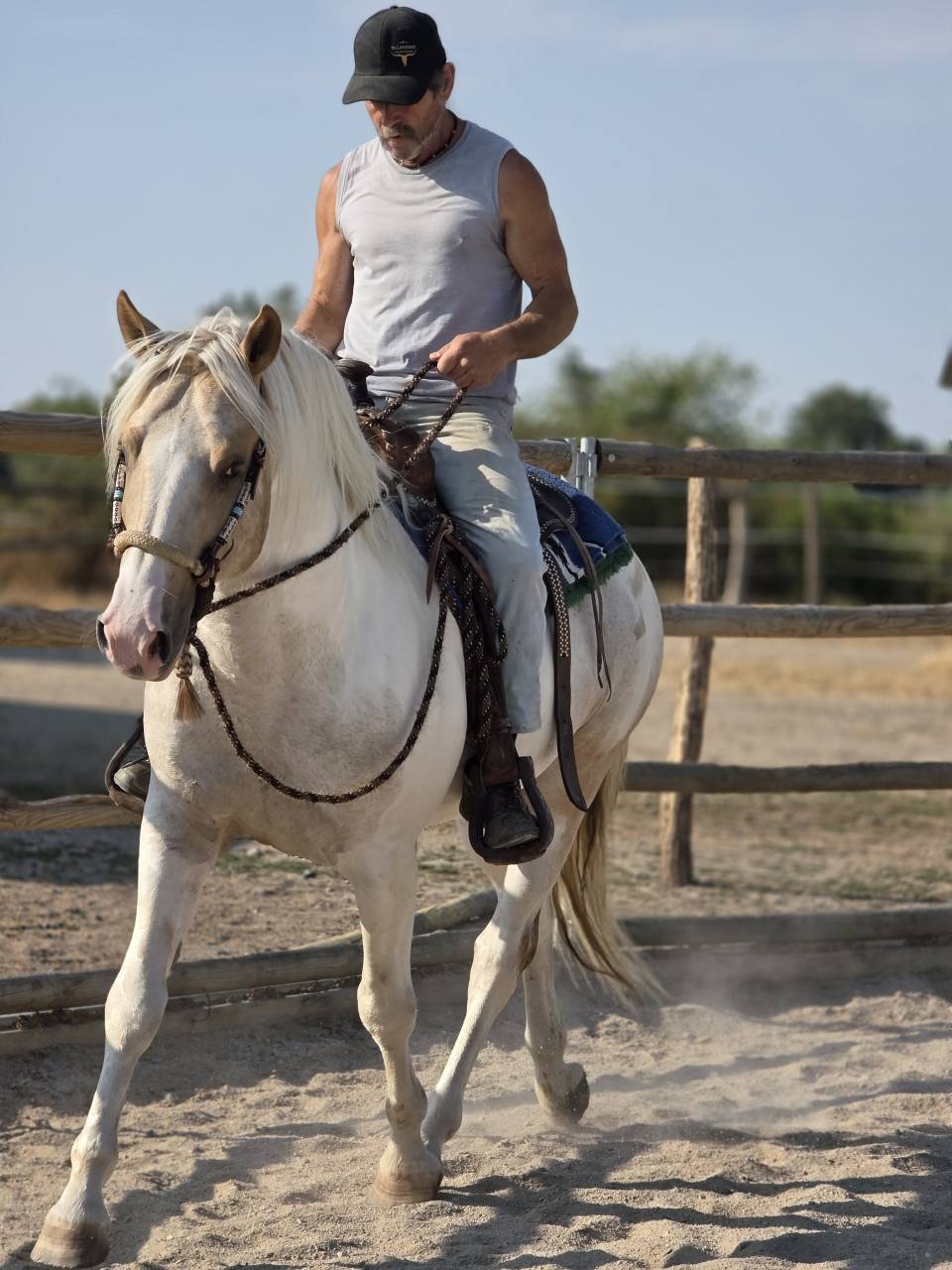 Hengst Quarter Horse Te koop 2020 Palomino